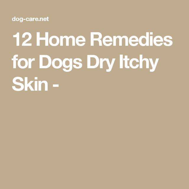 12 Home Remedies for Dogs Dry Itchy Skin
