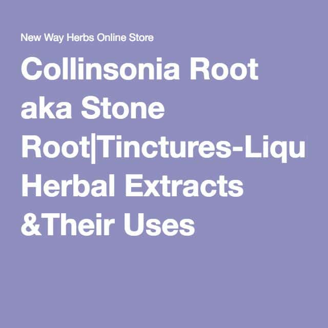 Collinsonia Root, aka Stone Root (Collinsonia canadensis)