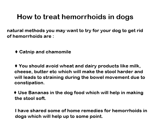 Hemorrhoids Dog  Most Effective Treatments